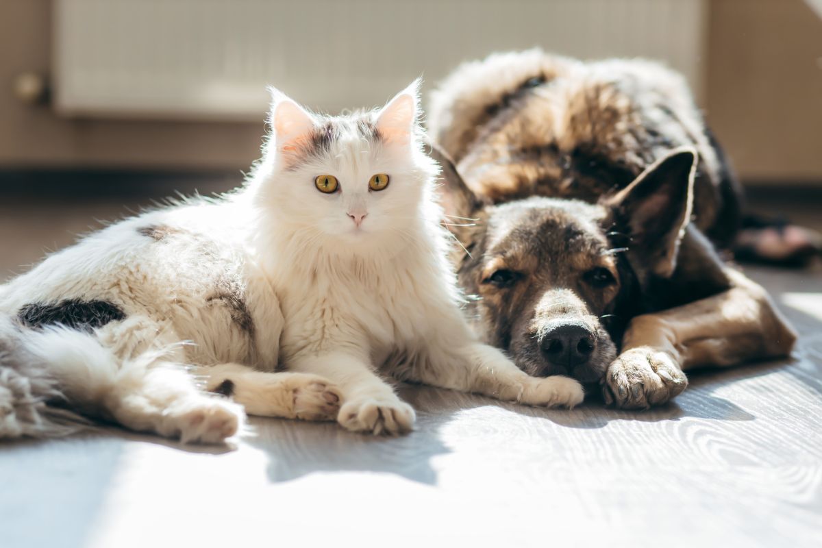 Cat and dog lying down