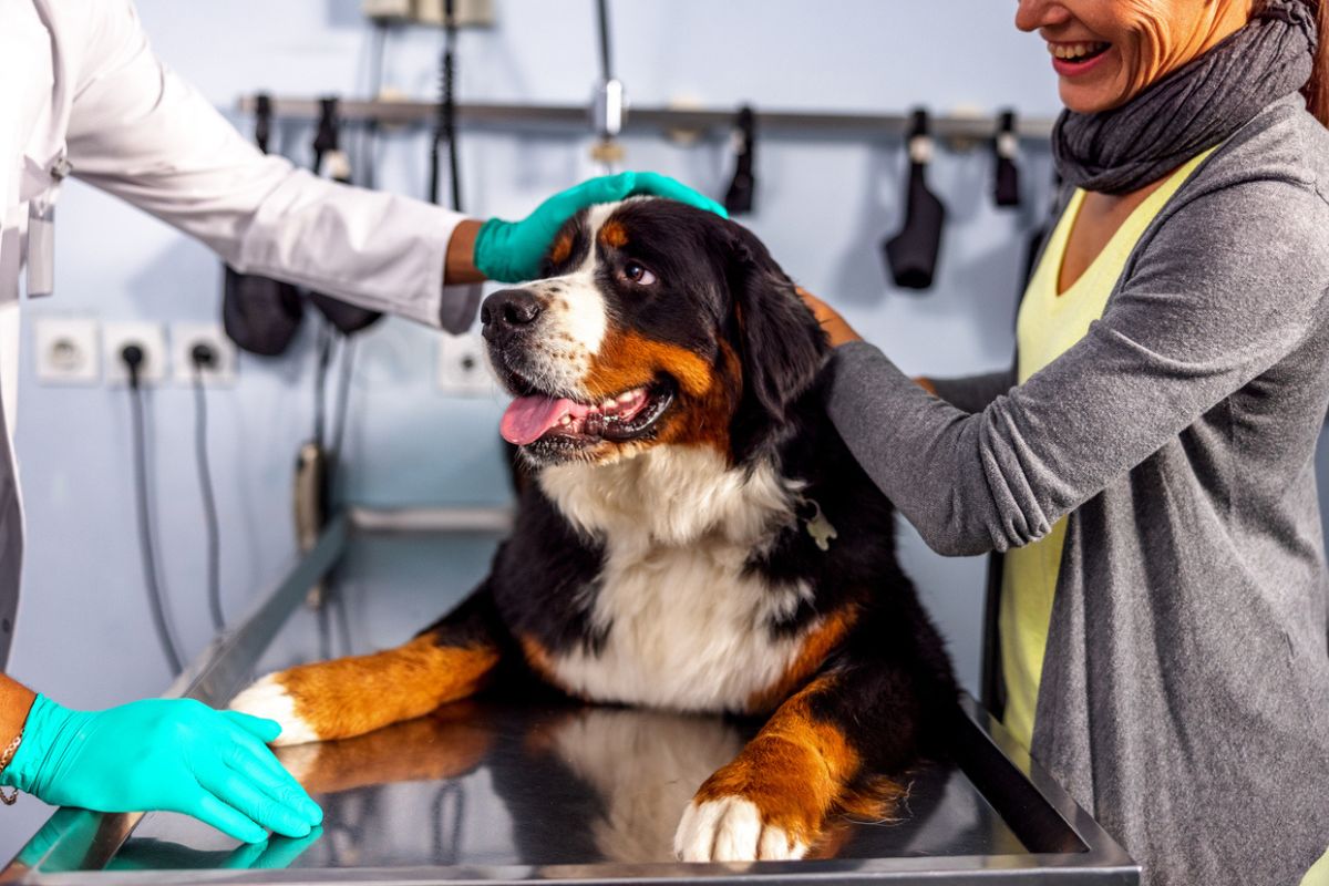Bernese Mountain Dog at the vet