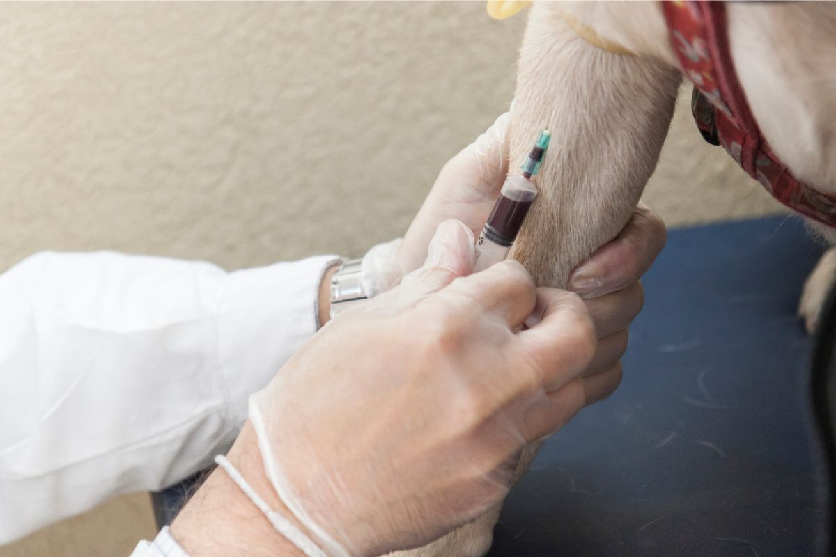 Dog having a blood test