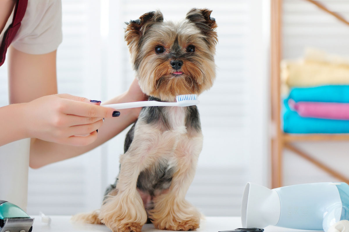 Brushing a dog's teeth