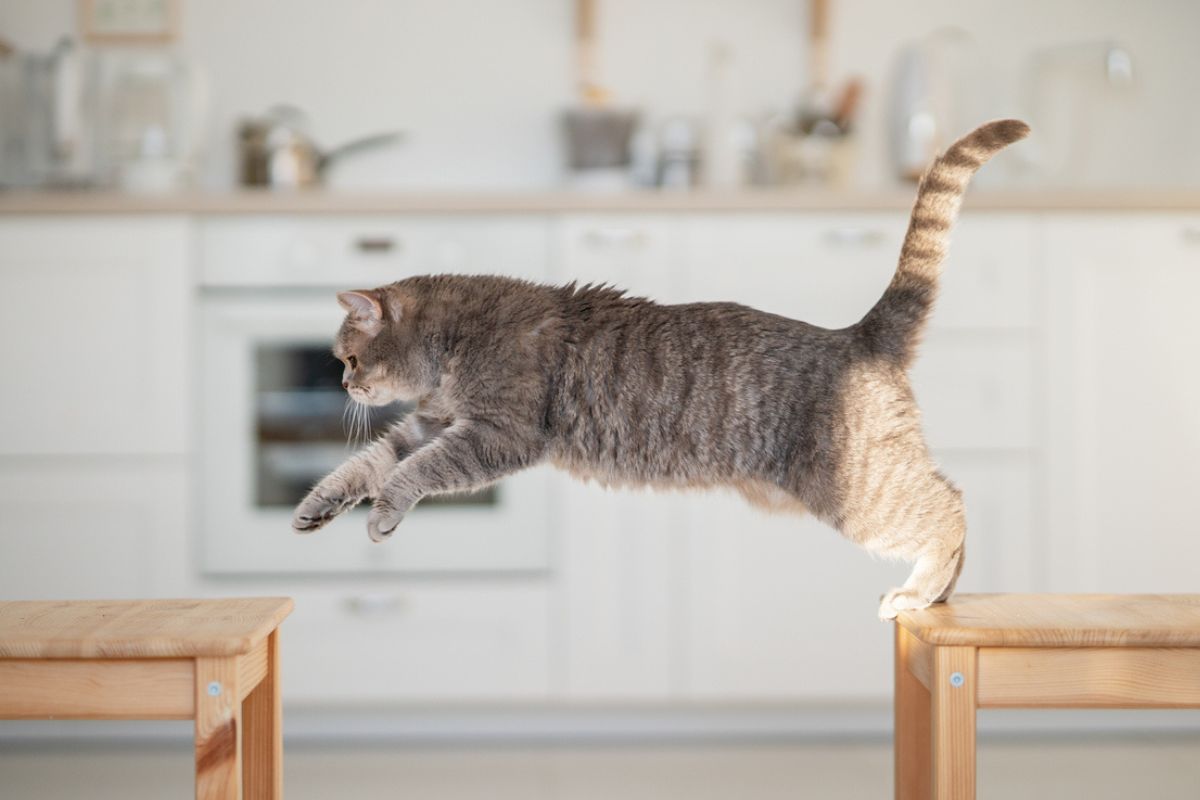 Cat-leaping Cat leaping between tables