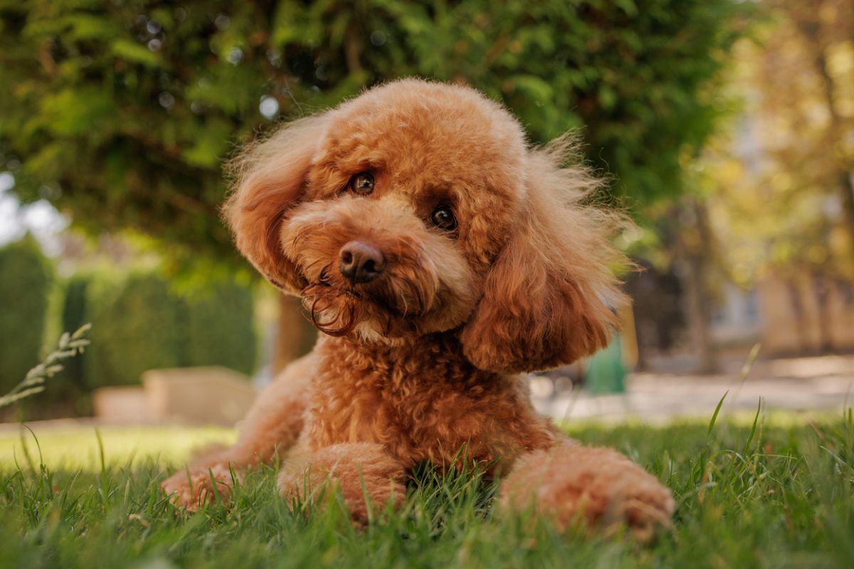 Brown Cavoodle