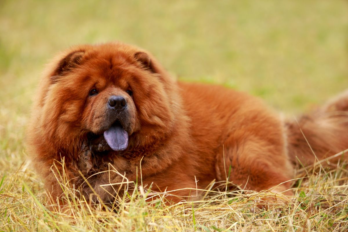 Chow Chow lying down