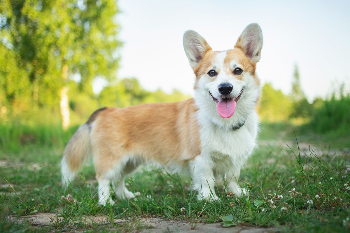 Corgi