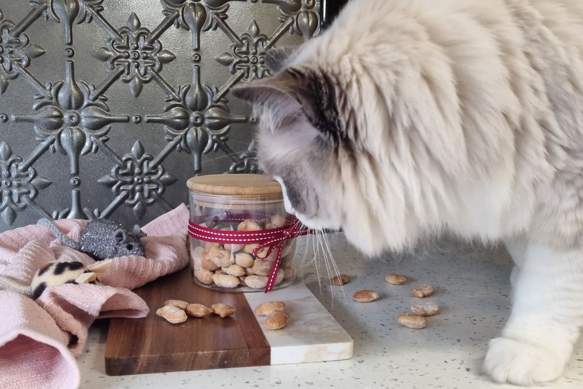 Cat eating crunchy salmon cat treats