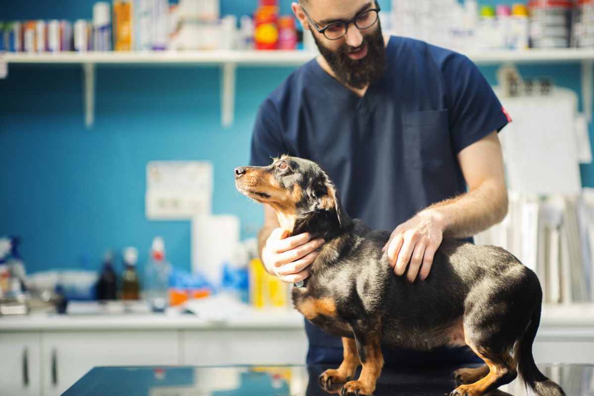 Dachshund being examined by a vet