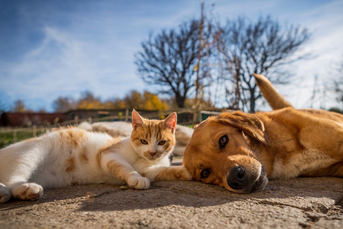 Dog-and-cat-sunbaking Dog and cat sunbaking