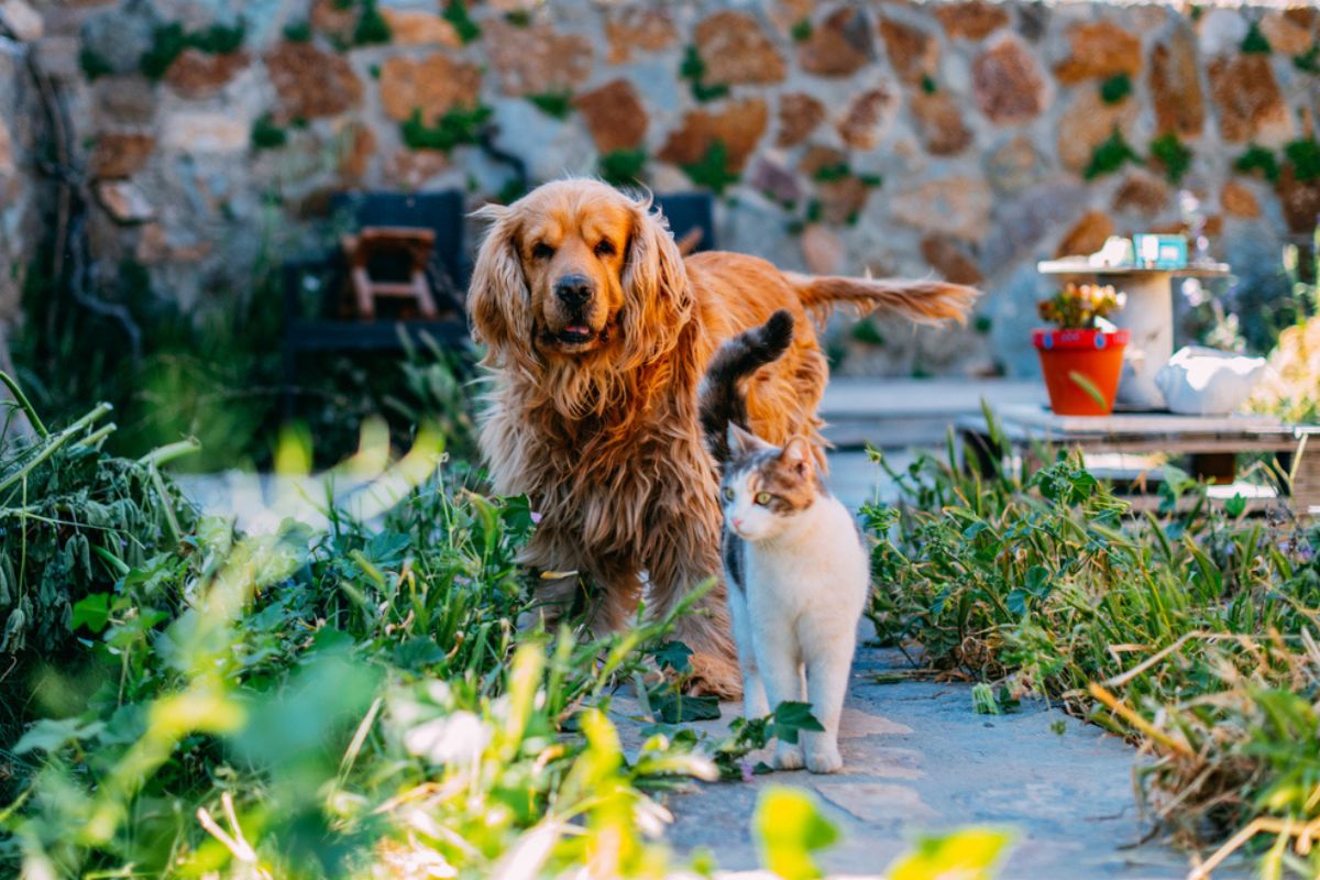Dog and Cat in garden