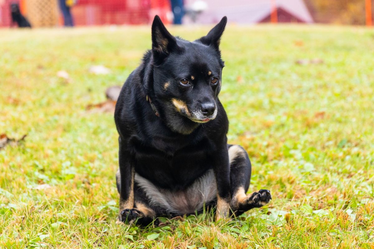 Dog dragging his bum on the grass