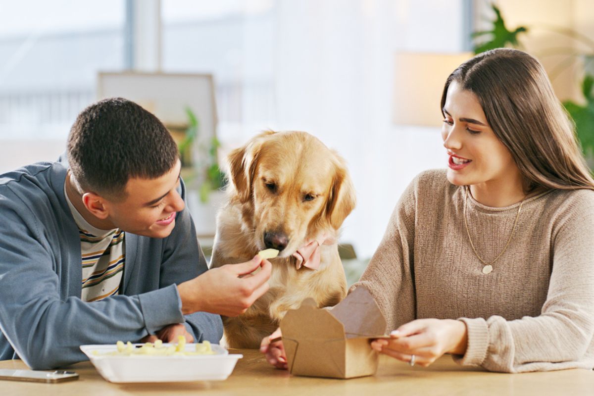 Dog-eating-chip Man feeding his dog a chip