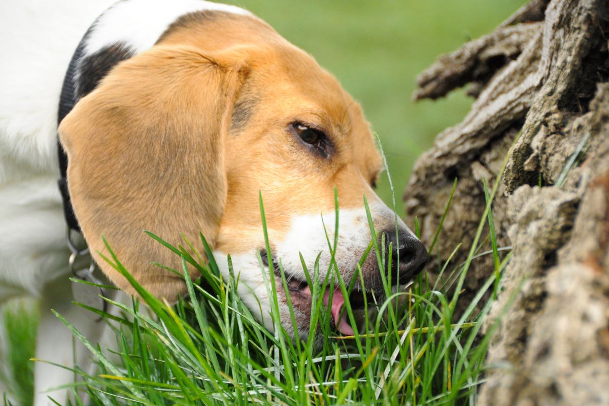 Dog eating grass