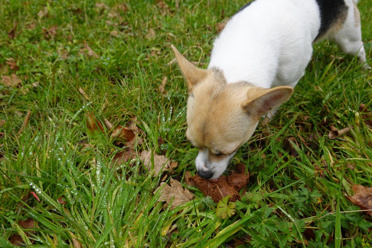 Dog eating poo