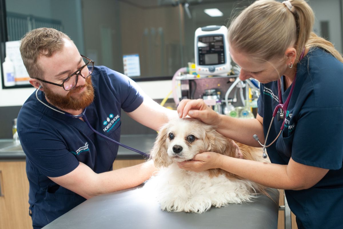 Dog being examined by a vet and nurse