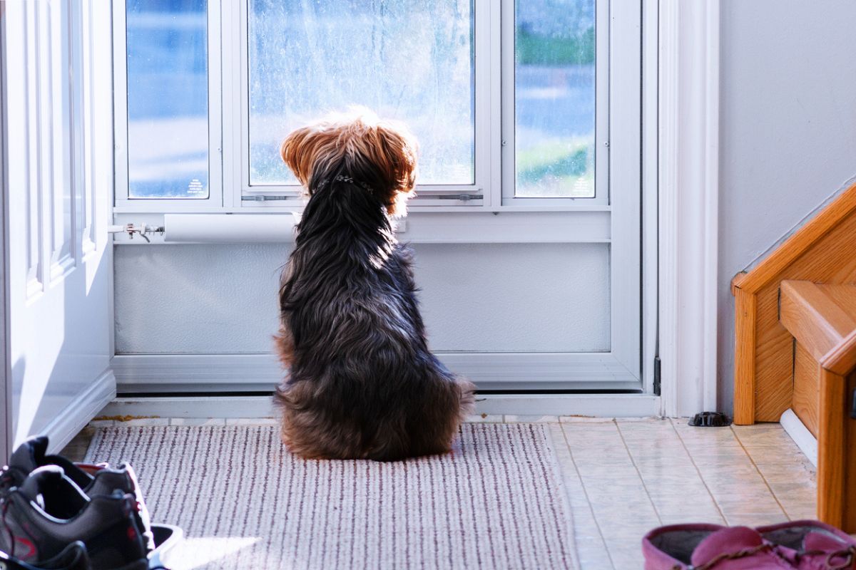 Dog looking out the window