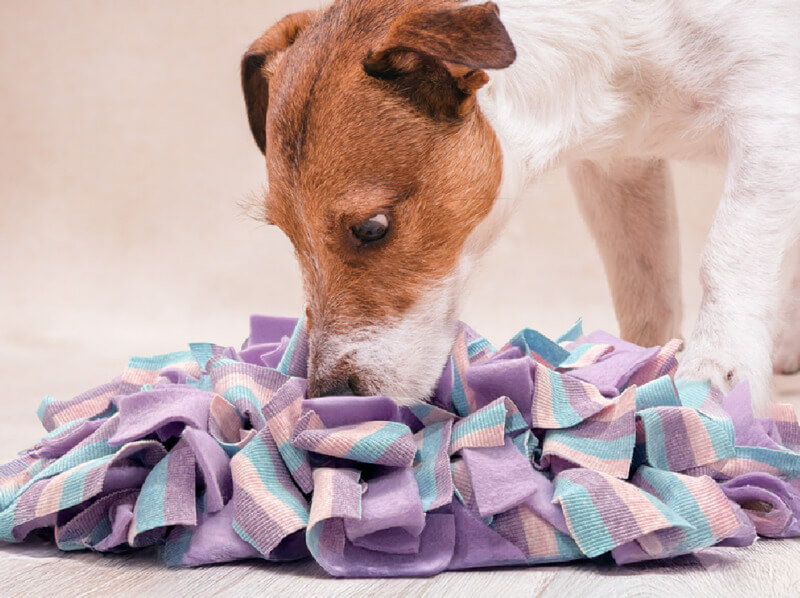 dog-pet-snuffle-mat