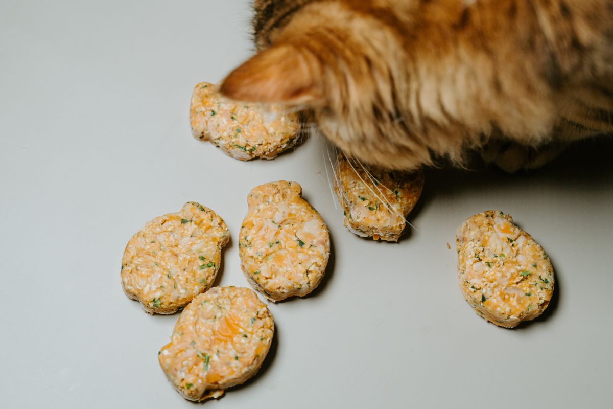 Cat eating frozen salmon and sweet potato cat treats