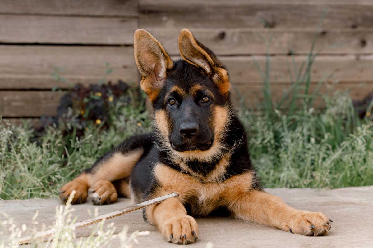 German-Shepherd-Puppy-best-for-pet German Shepherd puppy