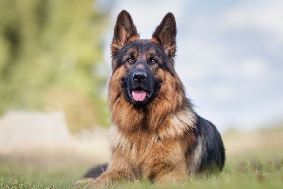 German Sheperd