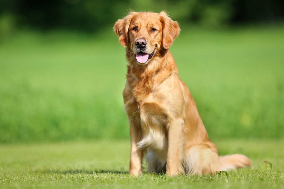 Golden Retriever