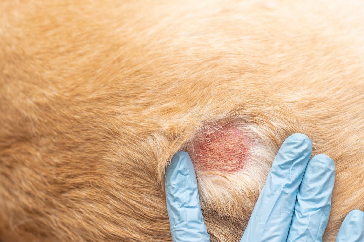 Dermatological wound on a dog