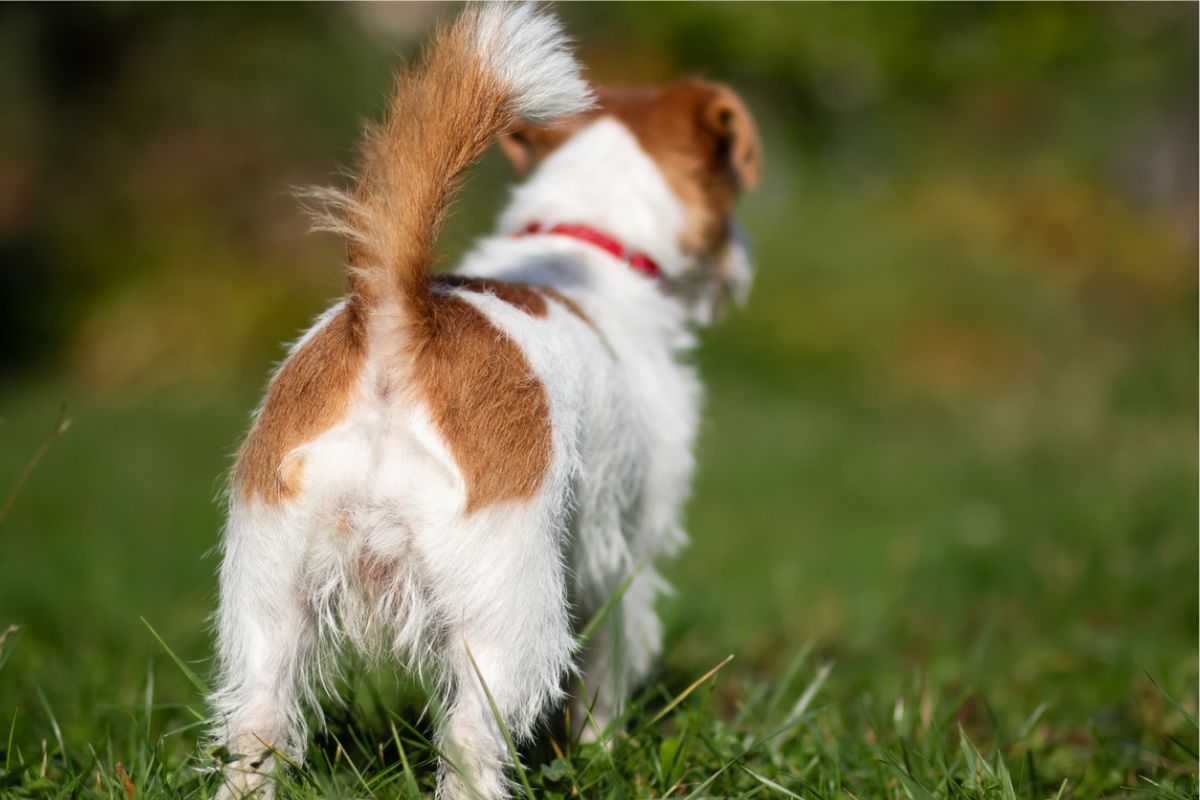 Jack Russel butt