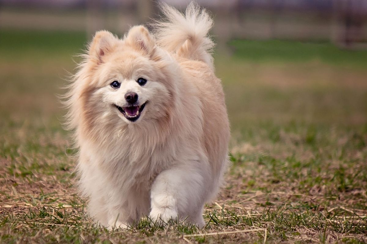 Pomeranian
