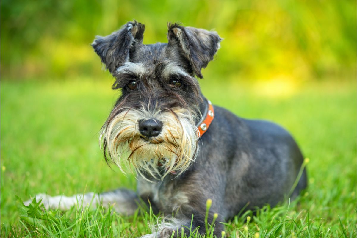 Schnauzer dog lying on the grass