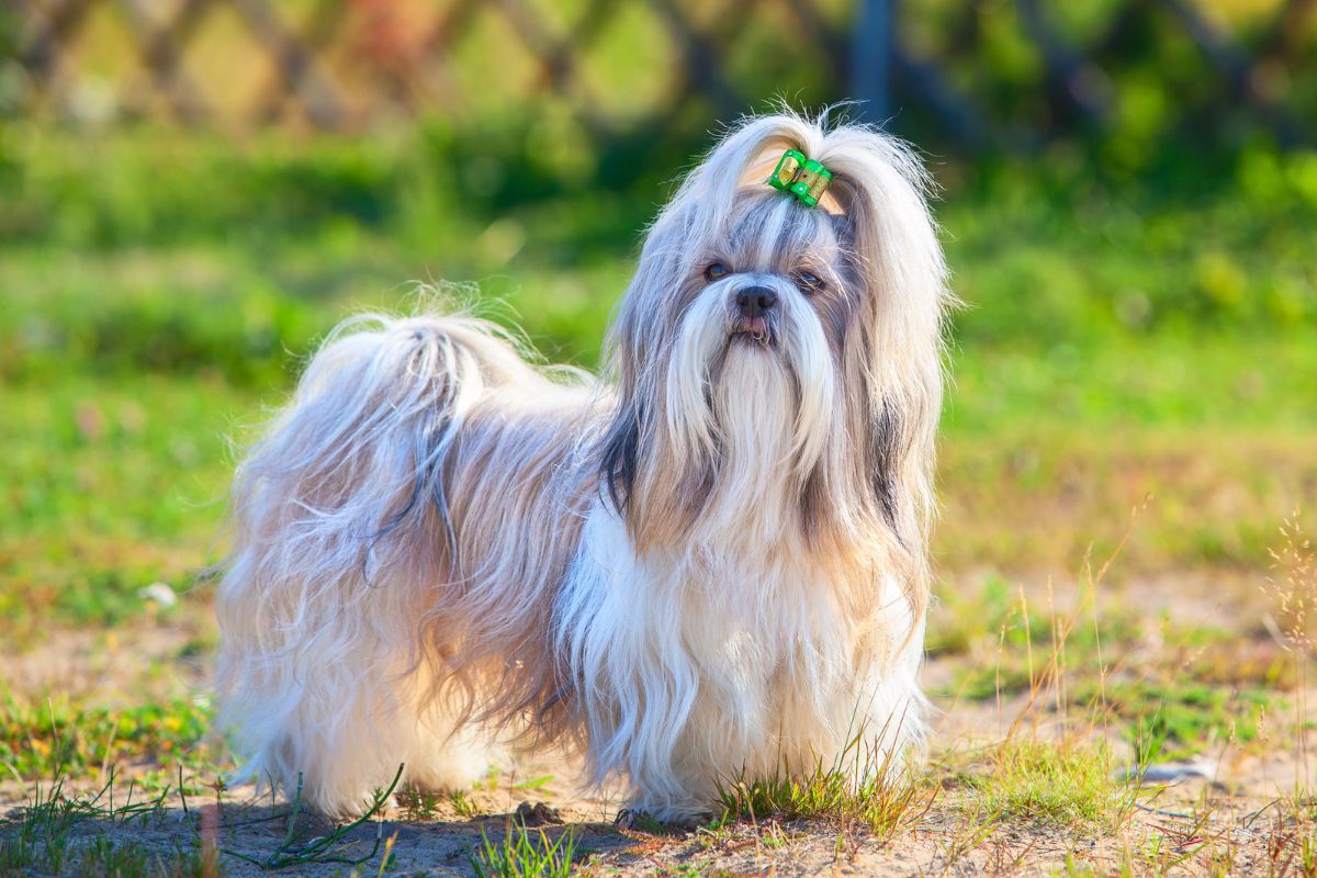 Shih Tzu