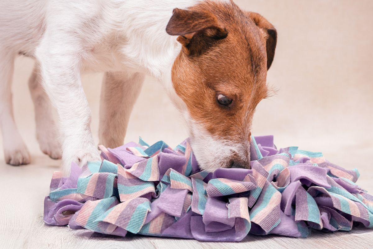 Dog sniffing snuffle mat