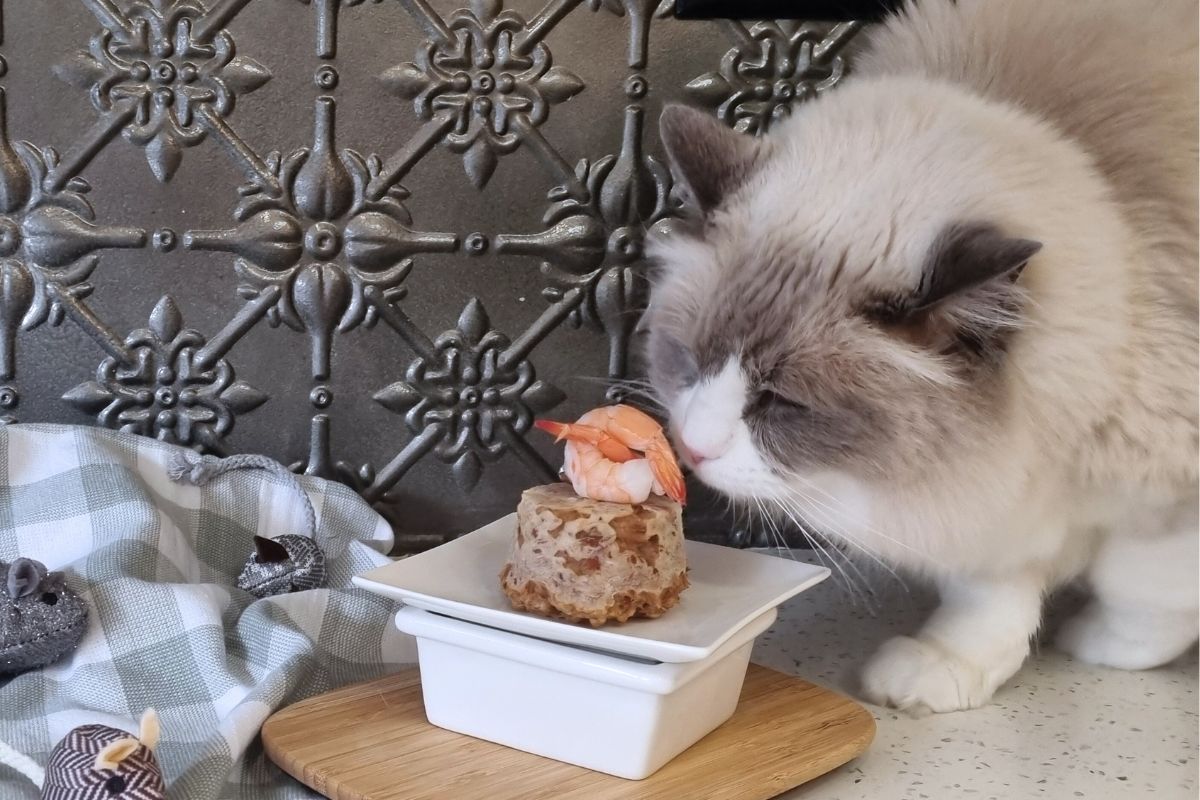 Cat eating a tuna and prawn catcake
