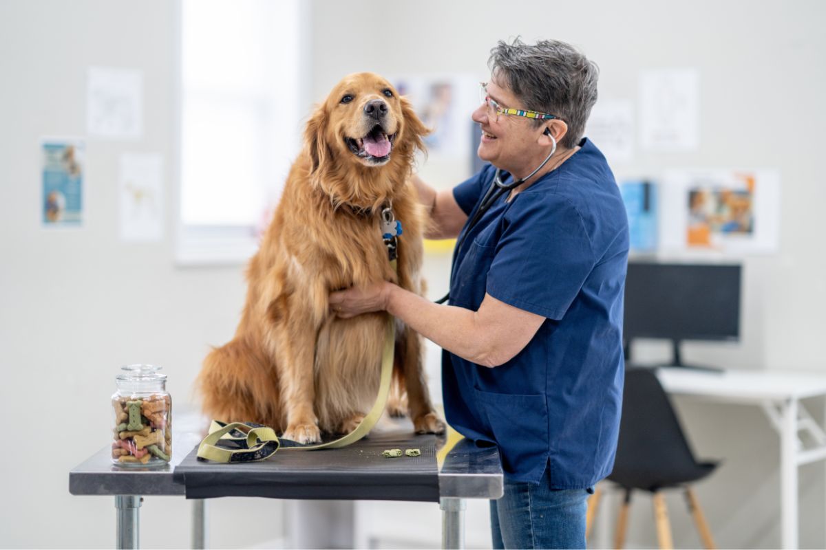 Vet examining a dog