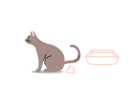 Had accidents outside of the litter box