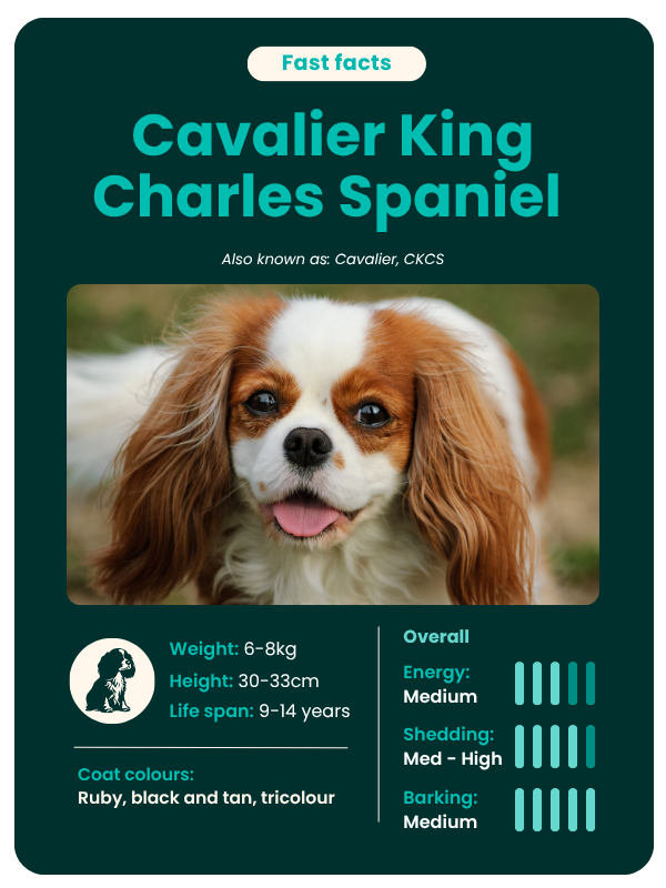 Cavalier King Charles Spaniel breed guide - fast facts