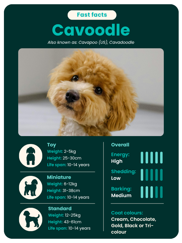 Cavoodle fast facts