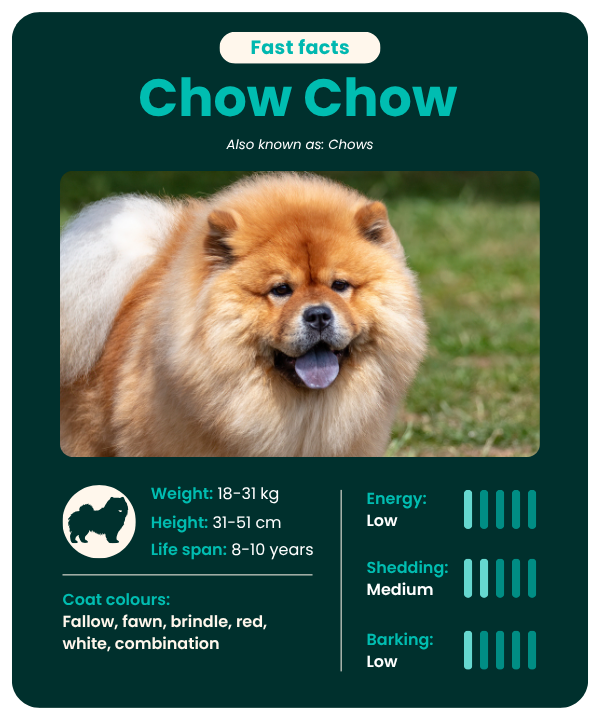 Chow Chow dog breed guide - fast facts