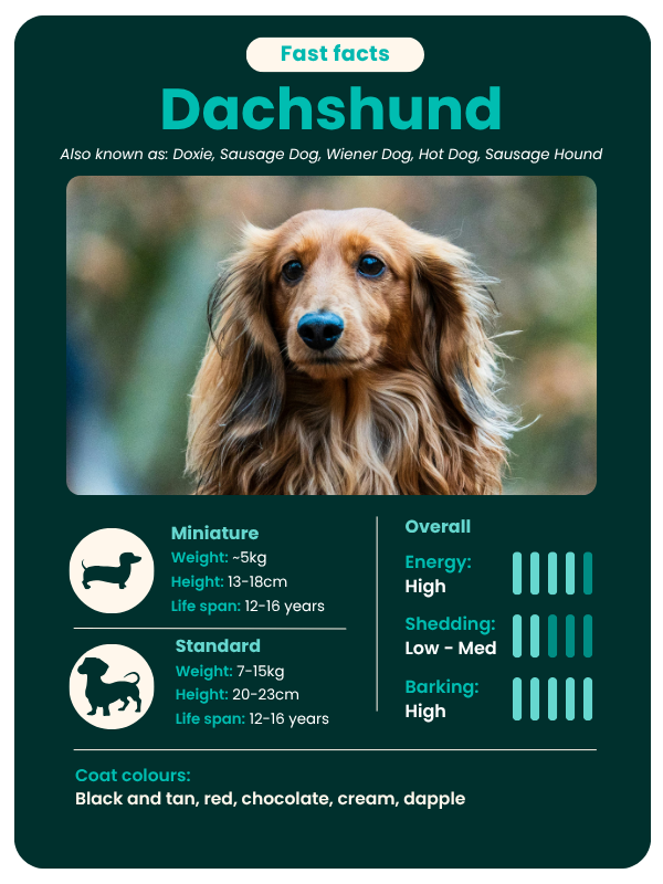 Dachshund dog breed - fast facts