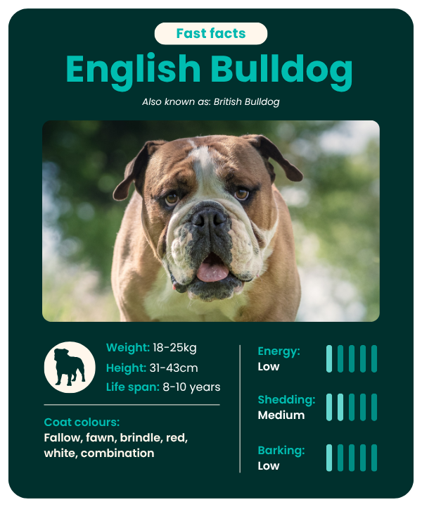 English Bulldogs breed guide - fast facts