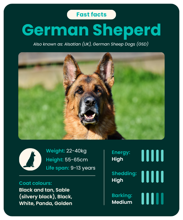 German_Sheperd_facts German Sheperd Fast Facts