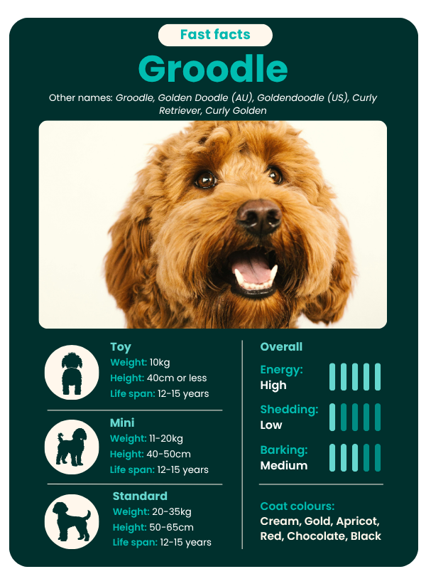Groodle dog breed fast facts