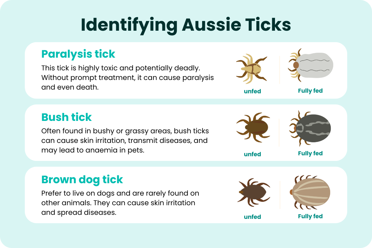 Identifying Aussie Ticks