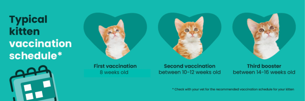 Kitten Vaccination Schedule landscape_V2 Kitten vaccination schedule