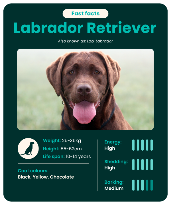Labrador_Retriever_fast_facts Labrador Retriever fast facts