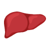 Liver