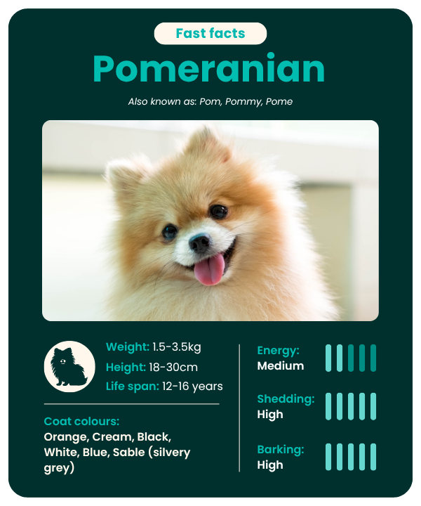 Pomeranian_fast_facts Pomeranian fast facts