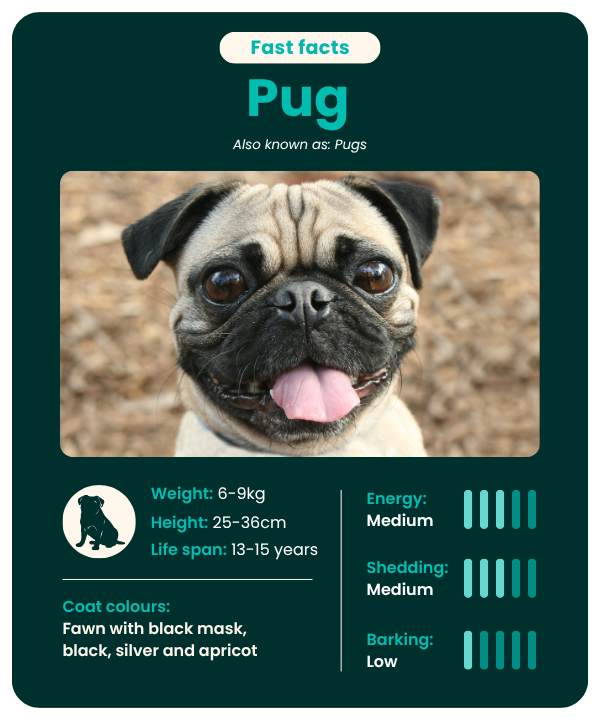 Pug_fast_facts Pug breed guide - fast facts