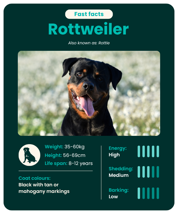 Rottweiler_fast_facts Rottweiler fast facts