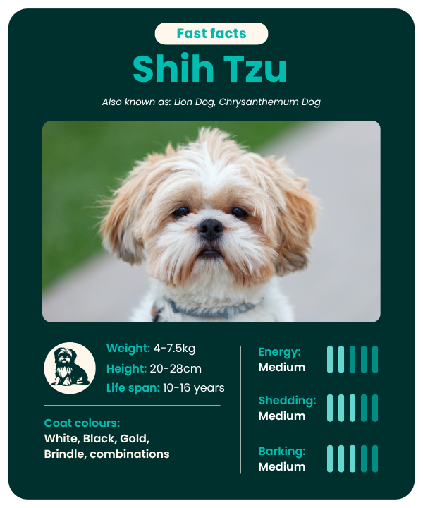 Shih_Tzu_Fast_Facts