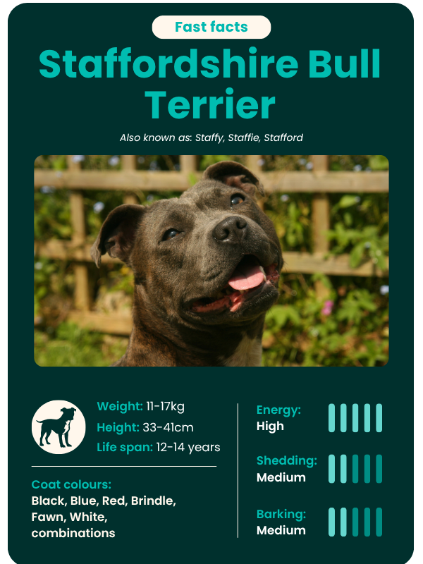 Staffordshire_Bull_Terrier_fast_facts Staffordshire Bull Terrier fast facts